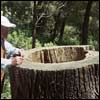 A Righteous Tree